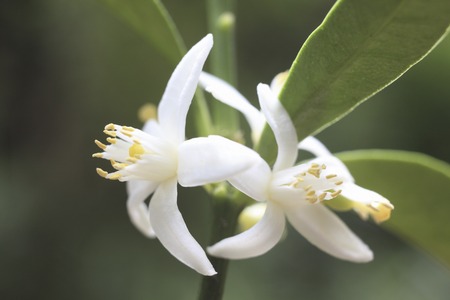 Tangerine flowersの写真素材