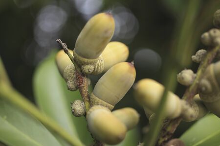 Edulis fruit