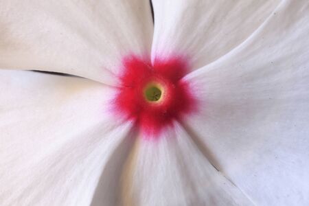 Daily grassの写真素材