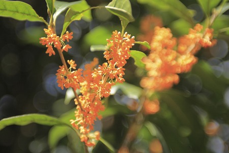 Osmanthusの写真素材