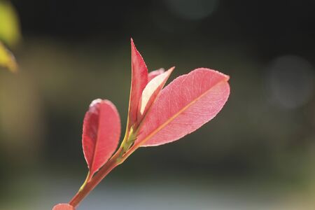 New shoots of photinia glabra