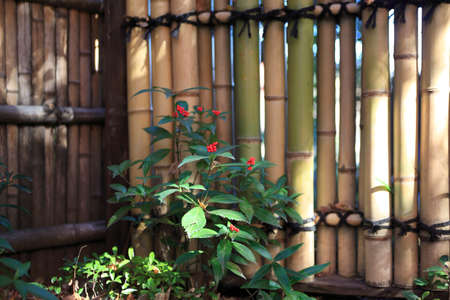 Senryo realの写真素材