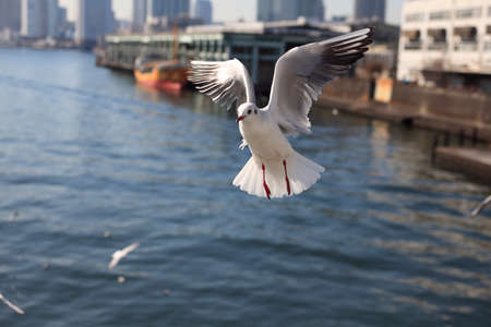 Yurikamome lineの写真素材