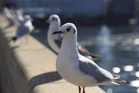 Yurikamome lineの写真素材