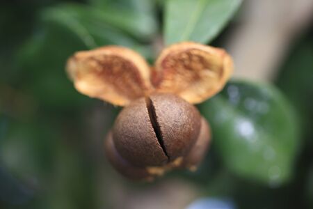 Fruit of Camellia can playの写真素材