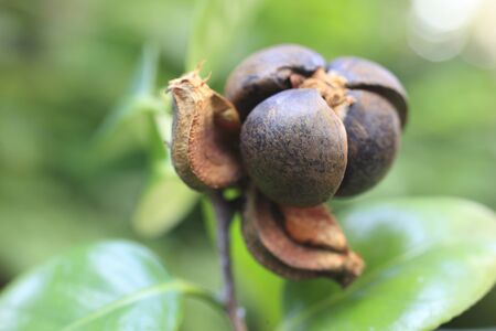 Fruit of Camellia can playの写真素材