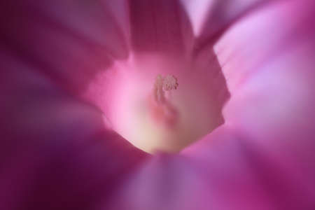 Morning gloryの写真素材