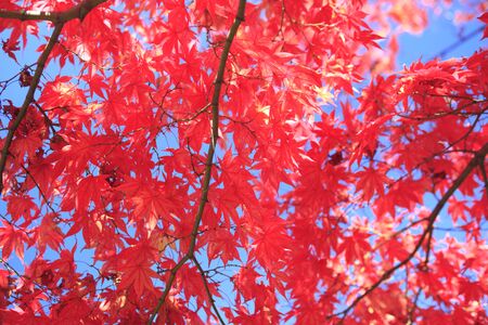 Autumn tintの写真素材