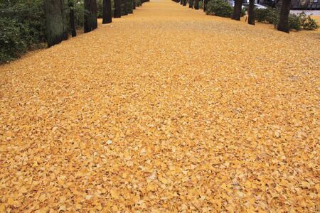 Ginkgo biloba leaf litter