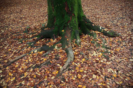The fallen leaves in the big tree rootsの写真素材