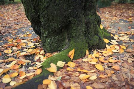 The fallen leaves in the big tree rootsの写真素材