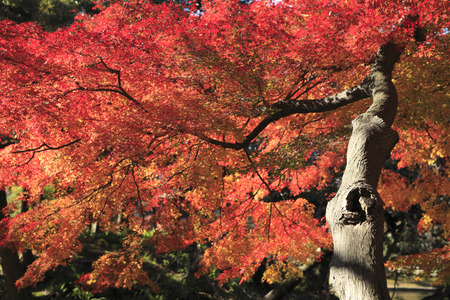 Autumn tintの写真素材