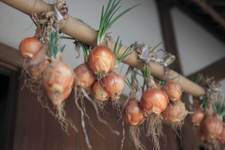 Eaves of agricultural cropsの写真素材