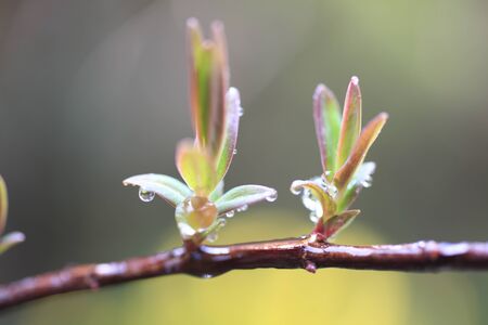 Sprout of Hiperikamu Hidcote