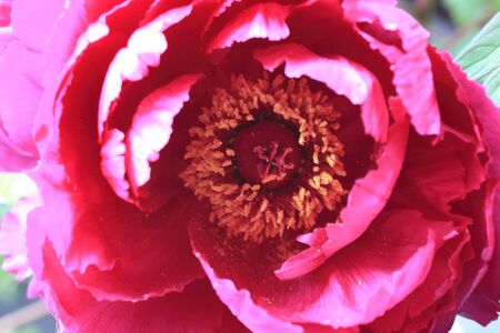 Peonyの写真素材