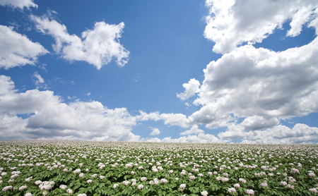 Potato farms potato flowers and cloudsの写真素材