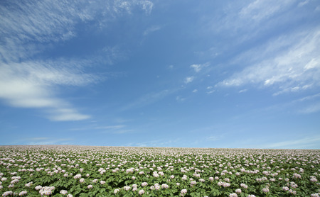 Potato farms potato flowers and cloudsの写真素材