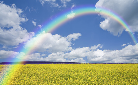 Yellow blooming hills and clouds and the Rainbowの写真素材