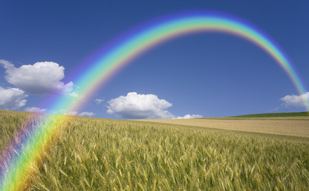 The wheat field and clouds and the Rainbowの写真素材