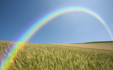 The wheat field and clouds and the Rainbowの写真素材