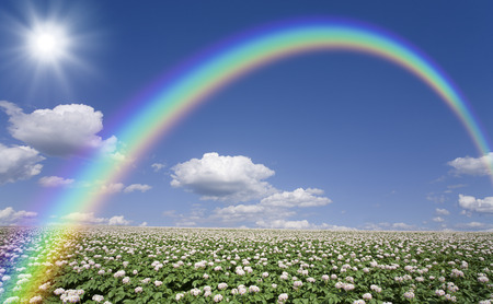 Potato farms potato flowers and clouds and Rainbow and the Sunの写真素材