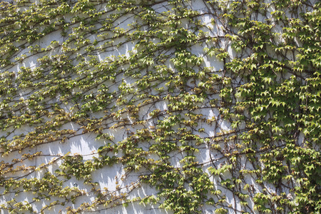 Wall of ivy