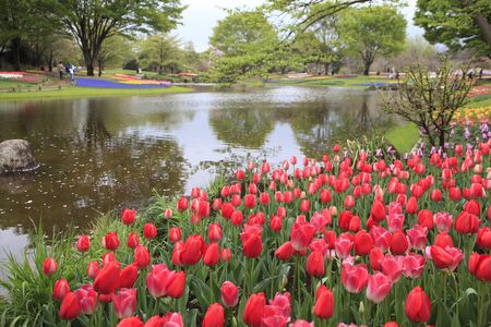 Showa Memorial Park Tulipの写真素材
