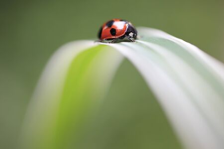 Ladybug