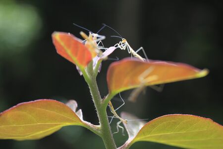 Mantis of children