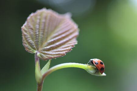 Kirishima Mizuki shoots and ladybugの写真素材