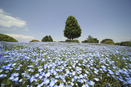 Hills and one tree of nemophilaの写真素材