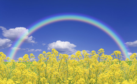 Rape blossoms and the skyの写真素材