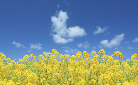 Rape blossoms and the sky