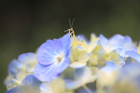 Mantis children and hydrangeaの写真素材
