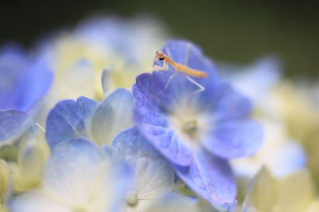 Mantis children and hydrangeaの写真素材
