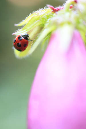 Bellflower and ladybugの写真素材