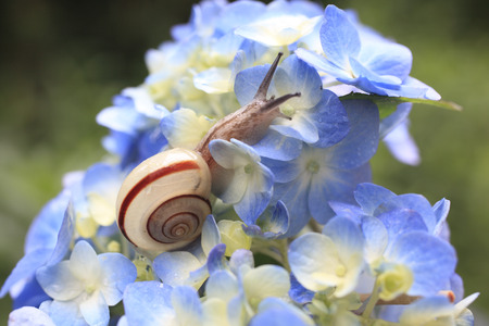 Snails and hydrangea