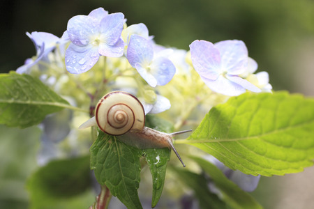 Snails and hydrangeaの写真素材
