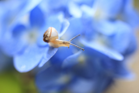 Snails and hydrangeaの写真素材
