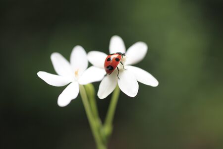 White flowers and ladybugの写真素材