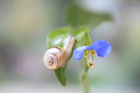 Dayflower and snailの写真素材