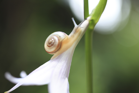 The snail in Hosta flowersの写真素材