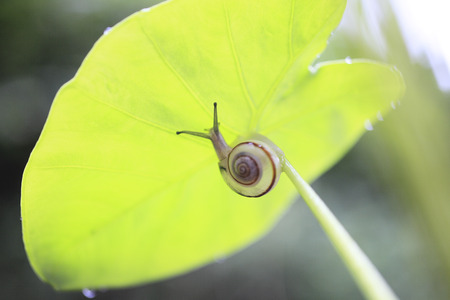 The snail on leaves of taroの写真素材