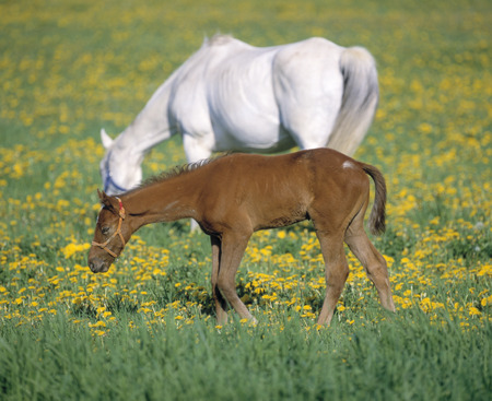 Horse familyの写真素材
