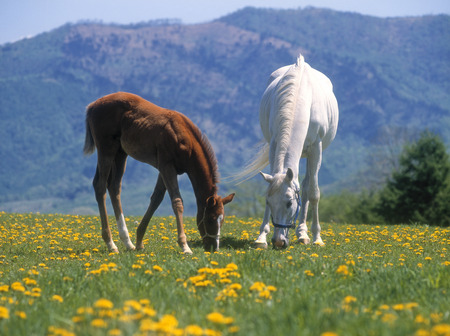 Horse familyの写真素材