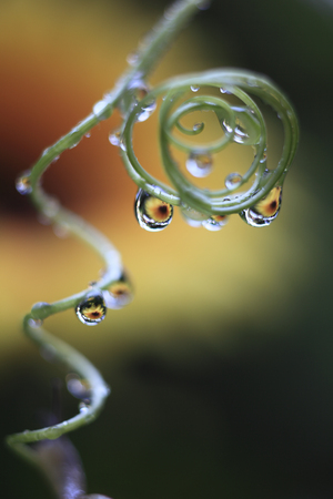 Vine in water dropsの写真素材