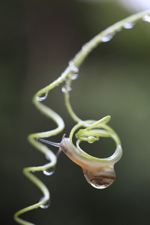 The snail on the vine