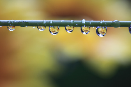 Flower reflected in water dropletsの写真素材
