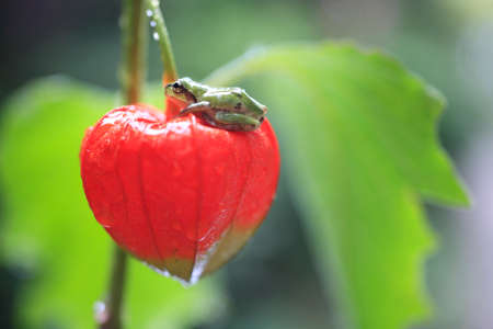 The frog in the ground cherryの写真素材