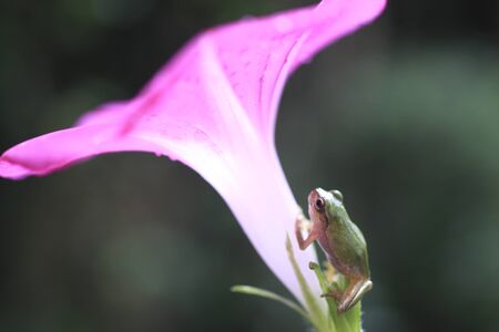 The frog in the morning glory